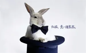 双11光棍节桌面壁纸_8