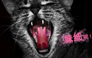 双11光棍节桌面壁纸_10