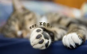双11光棍节桌面壁纸_11