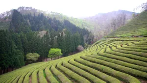 高清绿色茶园图片_2