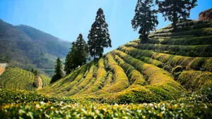 高清绿色茶园图片_3