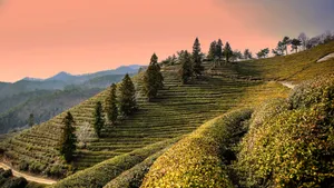 高清绿色茶园图片_4