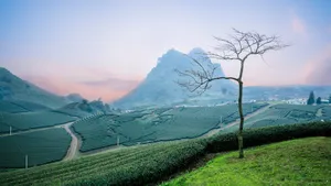 高清绿色茶园图片_5