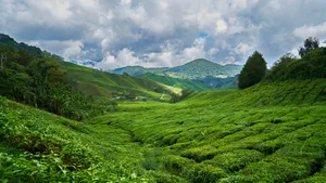 高清绿色茶园图片_6