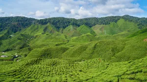 高清绿色茶园图片_7