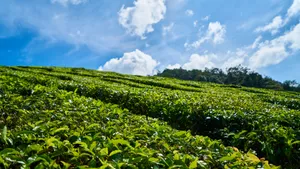 高清绿色茶园图片_8