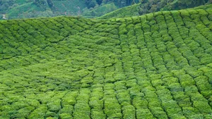 高清绿色茶园图片_9