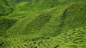 高清绿色茶园图片_10