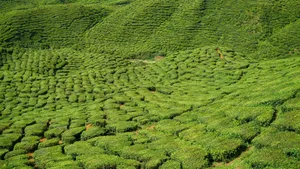 高清绿色茶园图片_11