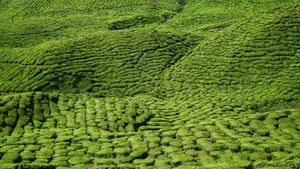 高清绿色茶园图片_12