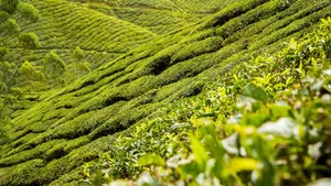 高清绿色茶园图片_13