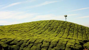 高清绿色茶园图片_15