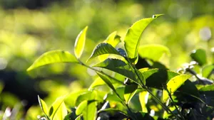 高清绿色茶园图片_16