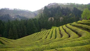 高清绿色茶园图片_17