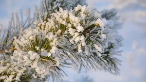 大雪过后的树木图片_4