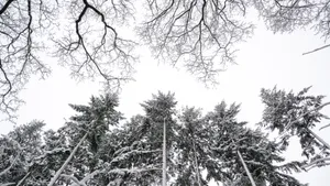 大雪过后的树木图片_5