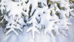 大雪过后的树木图片_6