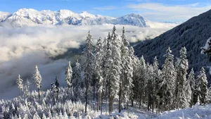 大雪过后的树木图片_7