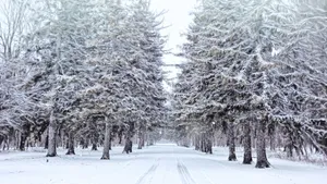 大雪过后的树木图片_8