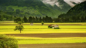 绿色草地图片大全_4