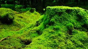 森林里的绿色青苔图片_5