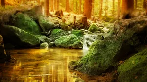 森林里的绿色青苔图片_9