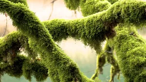 森林里的绿色青苔图片_11
