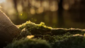森林里的绿色青苔图片_12