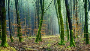 森林里的绿色青苔图片_14