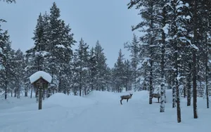 芬兰雪景桌面壁纸_13