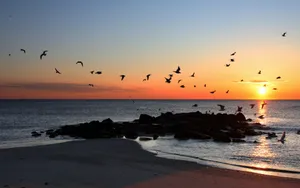 沙滩上的小鸟风景壁纸_12
