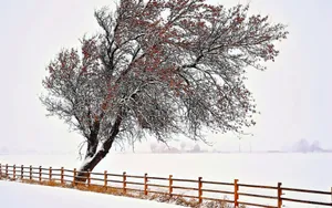 雪中树木倩影壁纸_6