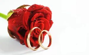 婚礼·婚戒 第二辑_9