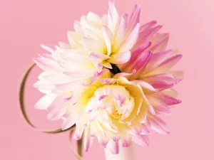 婚礼鲜花 第四辑_5