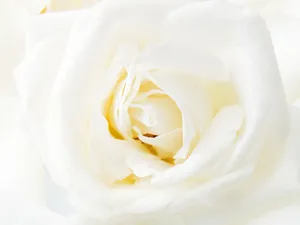婚礼鲜花 第四辑_6