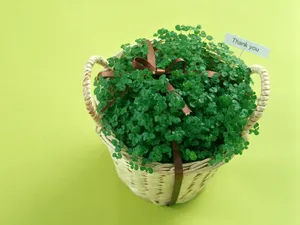 鲜花与礼物 第二辑_6