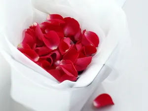 鲜花与礼物 第二辑_7