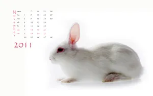 2011兔年日历 第一辑_9