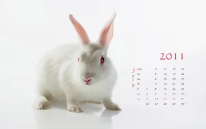 2011兔年日历 第一辑_13