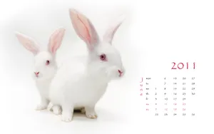 2011兔年日历 第一辑_14