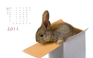 2011兔年日历 第一辑_15