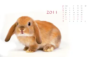 2011兔年日历 第一辑_18