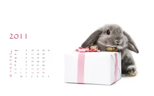 2011兔年日历 第一辑_19