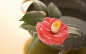日本新年文化 第二辑_19