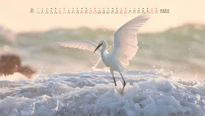 2021年2月日历桌面壁纸_16