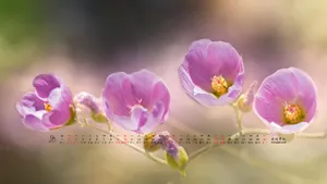 2017年9月日历桌面壁纸_20