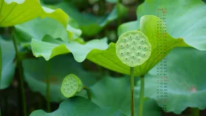 2017年7月日历桌面壁纸_16