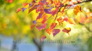 2017年2月日历桌面壁纸_18