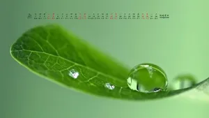 2017年2月日历桌面壁纸_19