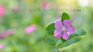 2016年5月日历桌面壁纸_11